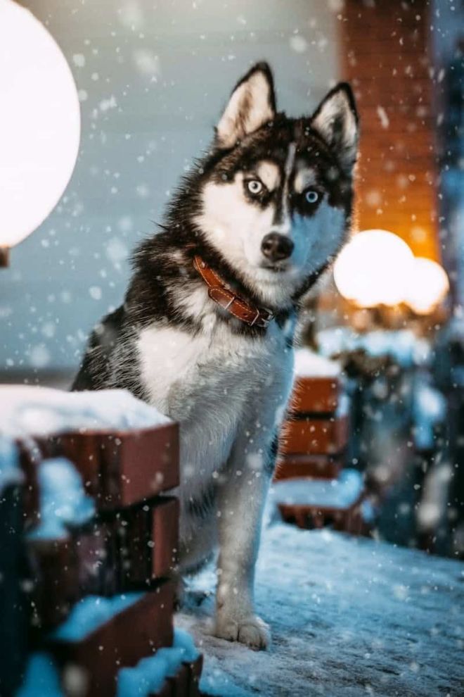 Kamera wedeln: Bekomme deinen Hund dazu, für die Kamera zu lächeln
